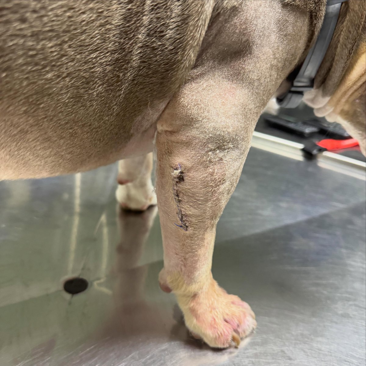 ChaseDubactd's tweet photo. Recuperándome de mi operación de la patita para volver a tener una vida más feliz y saludable. Gracias por preocuparos. ¡Os mando muchos lametones! https://t.co/G8PckyVVm0