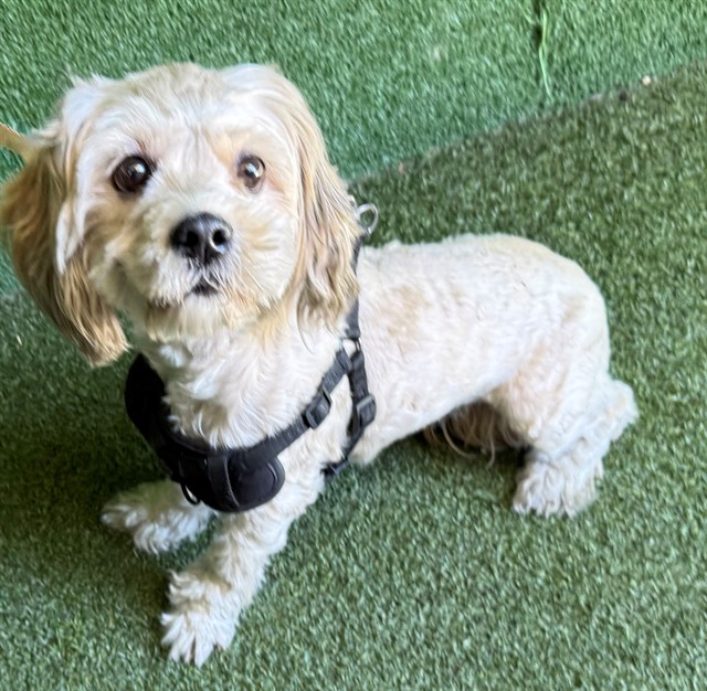 AnimaLancaster's tweet photo. #A5802644
Female, cream and blonde Maltese mix
3 years old.
https://t.co/sf4JCs00PN https://t.co/79as0LkSGG