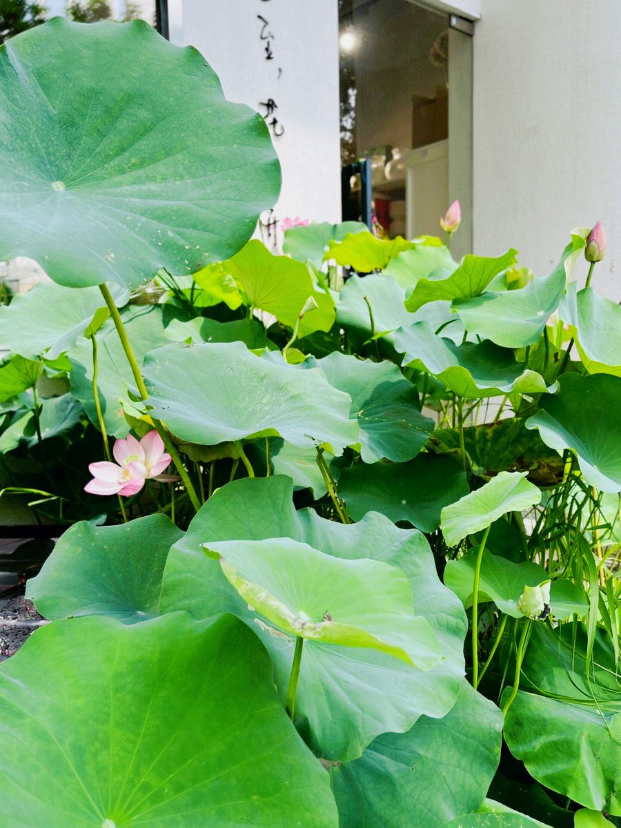 StepanieCarx6's tweet photo. [事魏口芳途，西班牙文需对应语义关联，调整为贴合的简洁表达：Esta ruta con la parada en Weikou es muy agradable.]， https://t.co/8Nfe8aZ3fn