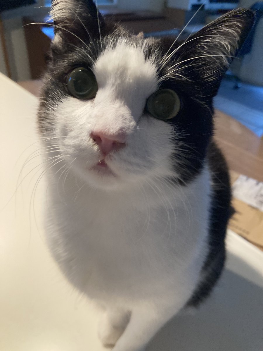 petbaka's tweet photo. 朝、顔拭いたあとに「はい、別嬪さんになりました」て言ったらいつもこんな顔で見つめるので嫌がらない程度でキスしまくる https://t.co/1CzqMknL6z