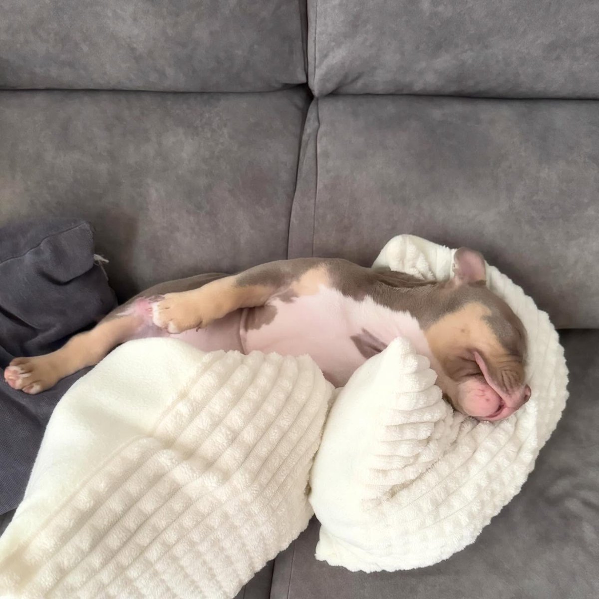 ChaseDubactd's tweet photo. La hora de la siesta. https://t.co/bZZAb57DVd