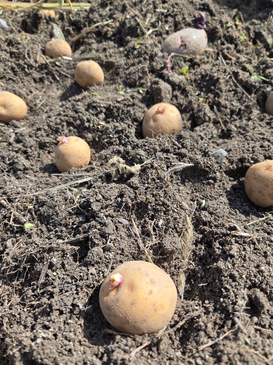 konatsu310's tweet photo. YouTubeでやってたジャガイモ落ち葉栽培🥔
時期的に遅いけど母がやってみたいというので余ったジャガイモを土の上に置いて落ち葉掛けました😊
たまにはこういう遊びも👌
#家庭菜園
#自然栽培寄り
#畑のある暮らし
#家庭菜園好きな人と繋がりたい
#growyourown
#organicgardening https://t.co/VcKtwwPExj