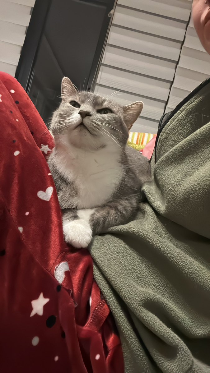 baharadekbekle's tweet photo. merhaba,
ben Koko.
annem beni 17.07.2015'de bi kafeden çaldı.
11 yıldır ilk kez hastalığıma maddi olarak yetemiyor.
memelerimin üstünde 2 kötü huylu tümörüm var, bütün memelerim alınacak.
annem 2.5 aydır çözüm arıyor, bulamadığı için ben yazıyorum.
55.000 ₺'den 41.300 ₺ kaldı.
iyileşmek, yaşamak ve anneme sarılmak için desteğinize ihtiyacım var.
bana yardımcı olmak ister misiniz? 🙏