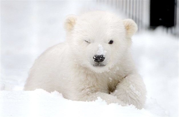canihaedo's tweet photo. 코에 설탕 묻은 아기 북극곰 https://t.co/1tf68P4z66