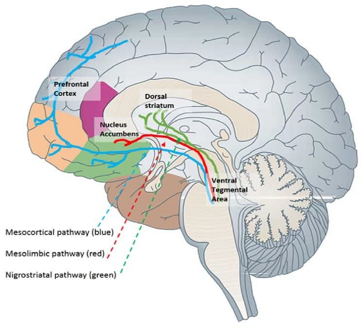 RebolledaGil's tweet photo. Tu cerebro tiene una "vía común" para todas las drogas adictivas, y los científicos finalmente la han mapeado. Este es el núcleo de una de las ideas fundamentales de la neurociencia de la adicción: la hipótesis dopaminérgica, propuesta por primera vez por Wise en 1980.👇 https://t.co/FOPPKphcSP