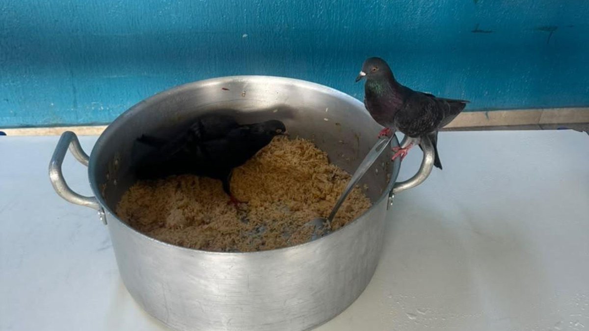 g1sorocaba's tweet photo. ⚠️ VÍDEO mostra pombos dentro de panela de merenda escolar em Sorocaba
https://t.co/Yz25dVT4BV #g1 #Sorocaba https://t.co/d7WOlOS02z