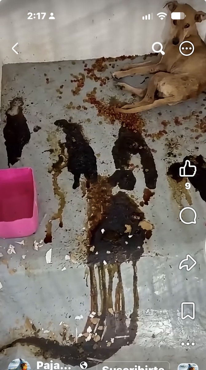 gllgina1's tweet photo. En el olvido .. todo lo ganado se fue por el caño @tonoastiazaran .. @PalafoxDavid tanto trabajo y empeño ahora solo tristeza https://t.co/ZCGcXSifHN