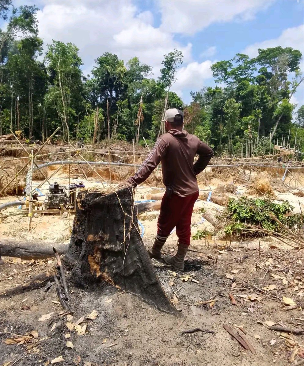 Fritz_A_Sanchez's tweet photo. #Atencion #Venezuela 

La devastación aurífera ilegal continúa al #SurDelOrinoco destruyendo nuestros bosques con absoluta impunidad e indolencia por parte de todas las autoridades políticas, civiles y militares ...

📸 Mina Caruto #munSifontes en el eje de El Dorado–Cuyuní del estado Bolívar