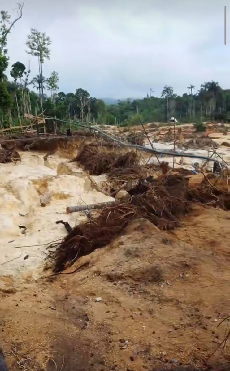 Fritz_A_Sanchez's tweet photo. #Atencion #Venezuela 

La devastación aurífera ilegal continúa al #SurDelOrinoco destruyendo nuestros bosques con absoluta impunidad e indolencia por parte de todas las autoridades políticas, civiles y militares ...

📸 Mina Caruto #munSifontes en el eje de El Dorado–Cuyuní del estado Bolívar