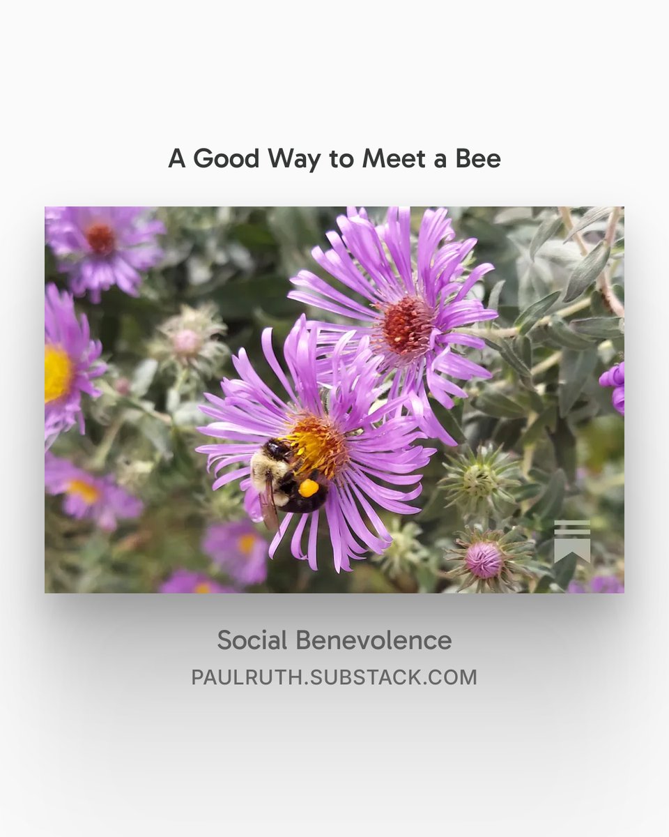 PaulRuthwriting's tweet photo. A Good Way to Meet a Bee, by @PaulRuthwriting
My take on saving the bees with plenty of pictures of bees on a native aster!
#savethebees #beerlovers #altruismo
https://t.co/9bxXOTw0lA https://t.co/UD3sKxQEhr