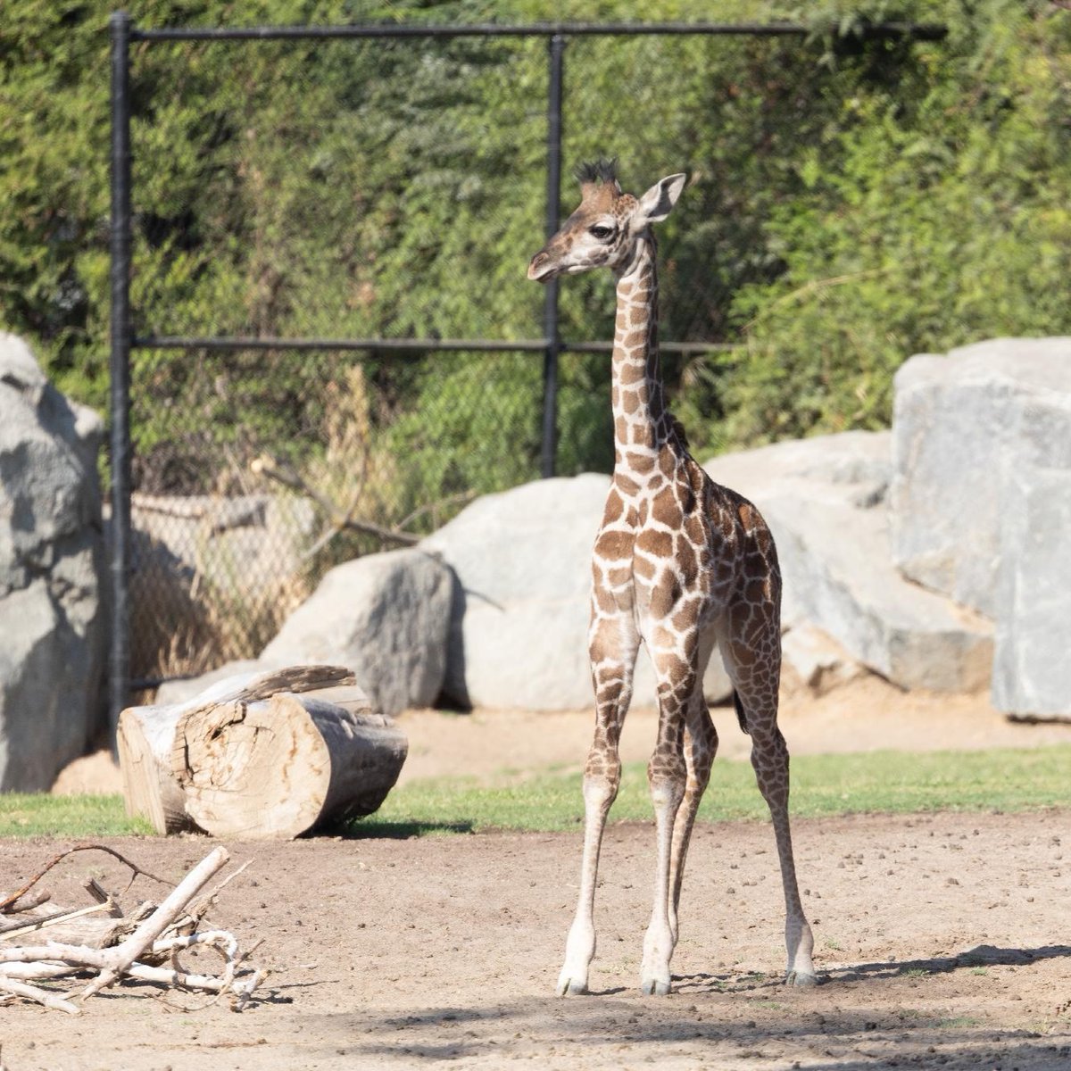 FresnoZoo's tweet photo. EXCITING NEWS ❣️ 
Our little-yet-tall giraffe calf, Sienna, has made her way onto the savanna to warm up her legs and explore her new home. Visit us in the morning for chance to spot her 🦒 ❤️ 🦒 You can support Sienna with a virtual adoption! Learn more: https://t.co/fQeOuYn4Iy https://t.co/DptsF43yGG
