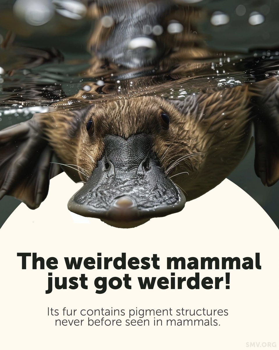 ScienceMusofVA's tweet photo. Scientists observed microscopic structures called melanosomes, the stuff inside cells responsible for the pigment called melanin. The duckbill platypus, for some reason, has hollow, spherical melansomes, which were previously known to only exist in birds!

Why does this animal have this biological feature?

No one knows quite yet, but a guess is that it’s a leftover trait from an ancient ancestor.