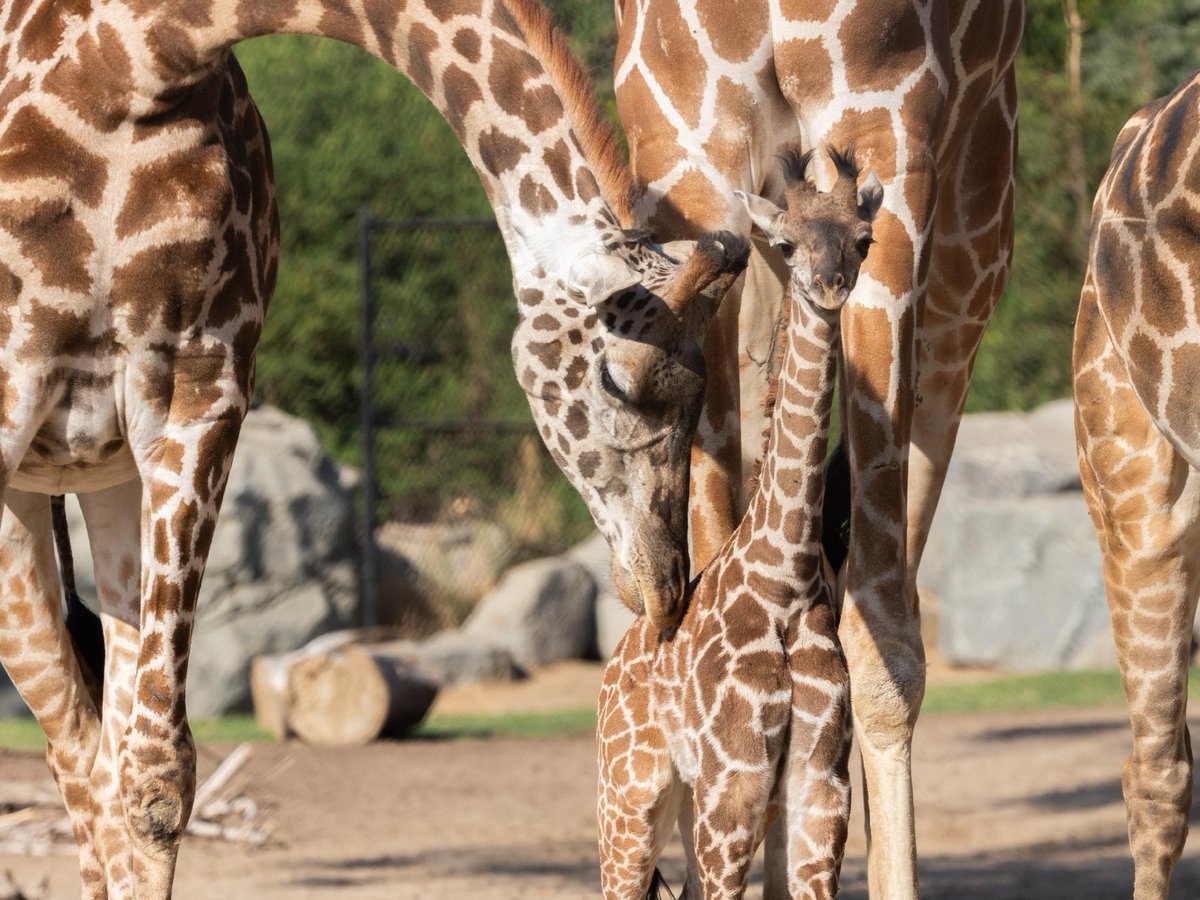 FresnoZoo's tweet photo. EXCITING NEWS ❣️ 
Our little-yet-tall giraffe calf, Sienna, has made her way onto the savanna to warm up her legs and explore her new home. Visit us in the morning for chance to spot her 🦒 ❤️ 🦒 You can support Sienna with a virtual adoption! Learn more: https://t.co/fQeOuYn4Iy https://t.co/DptsF43yGG