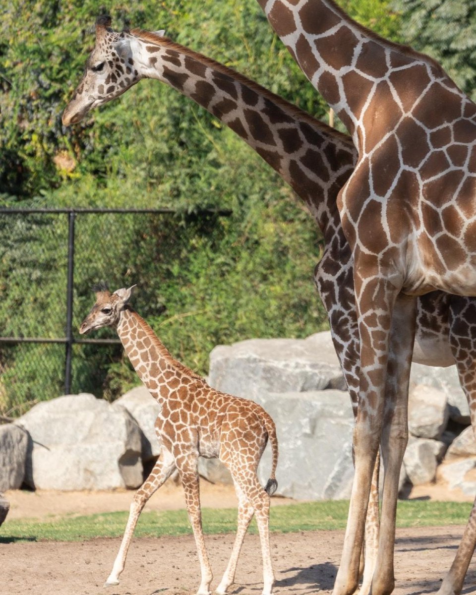 FresnoZoo's tweet photo. EXCITING NEWS ❣️ 
Our little-yet-tall giraffe calf, Sienna, has made her way onto the savanna to warm up her legs and explore her new home. Visit us in the morning for chance to spot her 🦒 ❤️ 🦒 You can support Sienna with a virtual adoption! Learn more: https://t.co/fQeOuYn4Iy https://t.co/DptsF43yGG
