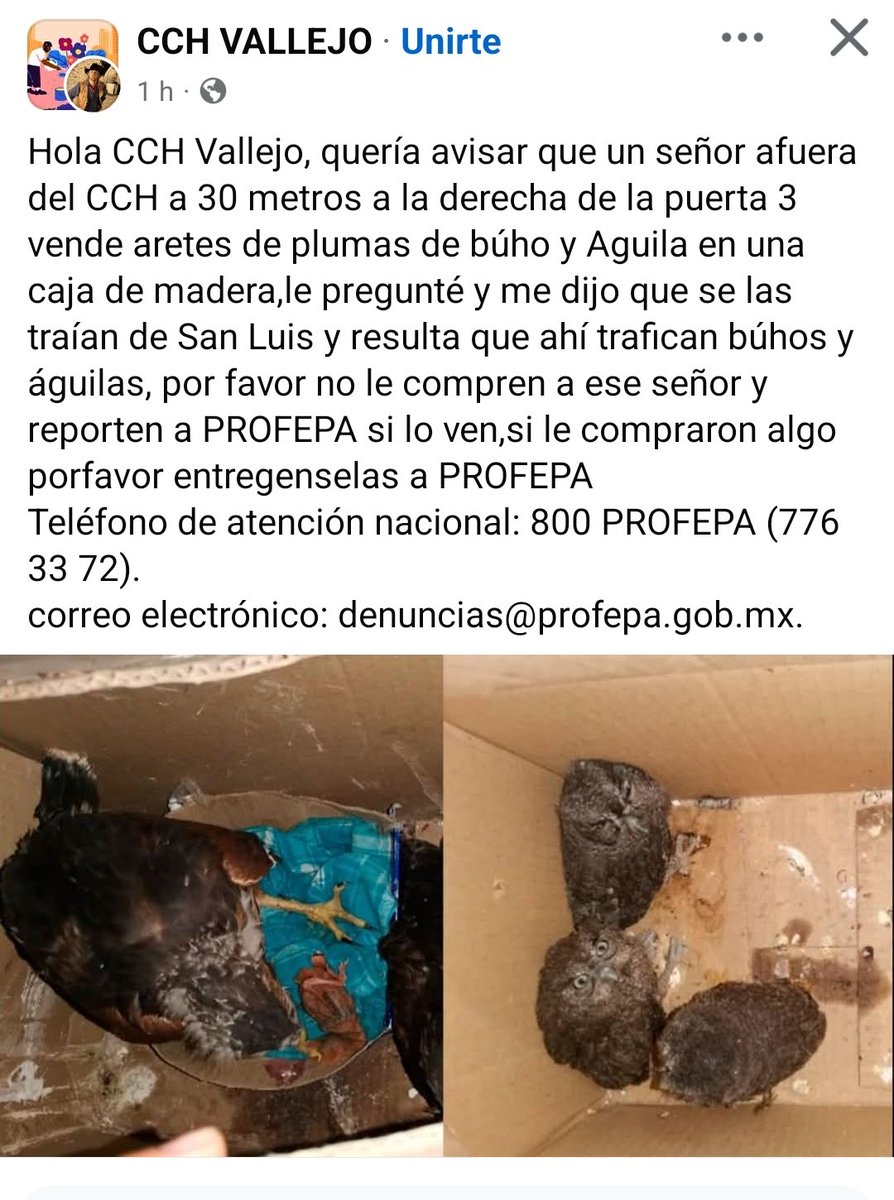 LicAnimalista's tweet photo. @FGRMexico @PROFEPA_Mx #NoticiaCriminal @CCHVallejo_Ofi  Denuncian venta ilegal de fauna silvestre. https://t.co/z8Ir3iahYX