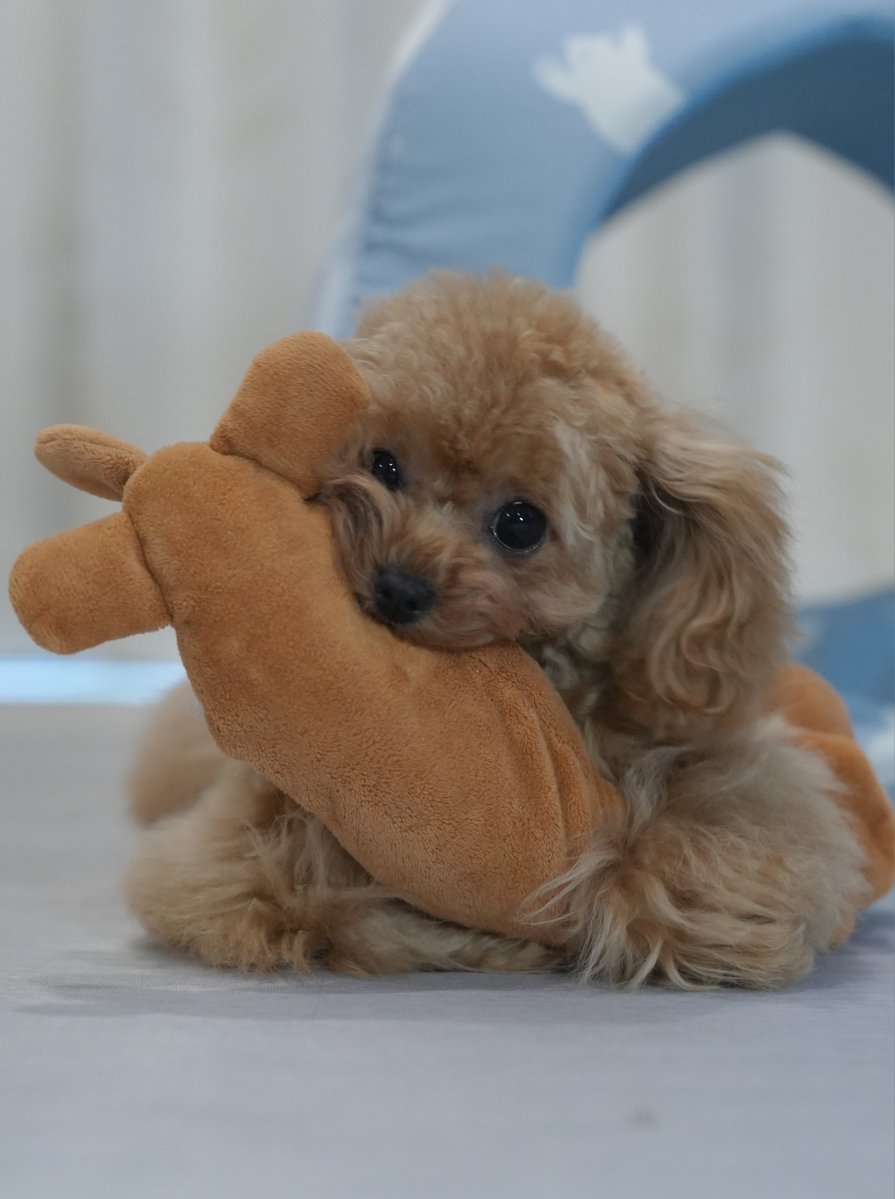 rina_marin523's tweet photo. 今日は何して遊ぶ？

ダックスさんとりほちゃんです🐶❣️ https://t.co/o8PelfZdgj