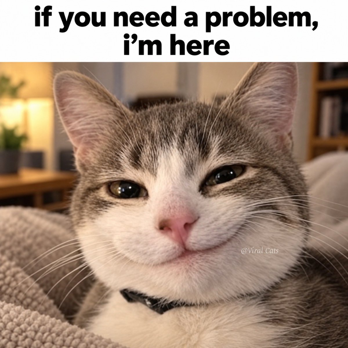 _ViralCats_'s tweet photo. Yes 😅 https://t.co/2utFvX1tis