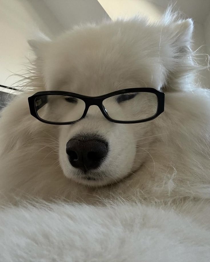 pionaes's tweet photo. zuhamoyed cuteness level just increases with glasses https://t.co/6yGuqW7lbt