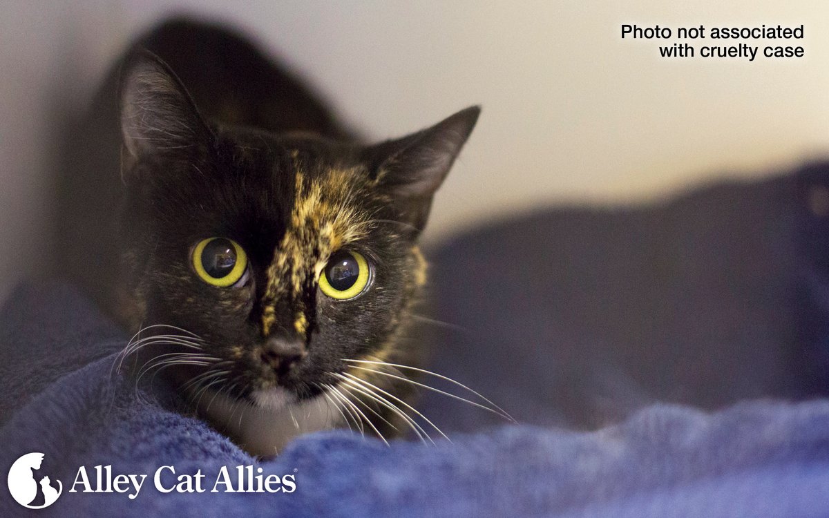 alleycatallies's tweet photo. We are glad to see justice served for the cats harmed and killed by Rodney Travis Jr., who received the longest sentence for animal cruelty in Virginia's history this week.

After pleading guilty to several cruelty charges, he was sentenced to 15 years in prison and will have to pay a $25,000 fine.

Prosecutors said Travis Jr. tortured more than 20 cats, many of whom are confirmed or presumed dead. He recorded and posted social media videos claiming to raise funds for the cats' medical care. Travis Jr. scammed people out of nearly $400,000 in online "donations."

Alley Cat Allies applauds the prosecutors in the case for pursuing the highest possible sentence. This is critical to set a precedent against future acts of animal cruelty, especially in online spaces where scamming is rampant. It is the kind of impactful action against abuse that makes a real difference.

If you believe you have witnessed animal cruelty online or in person, report it immediately. We have a guide to help at https://t.co/FQdZL1JOaU
