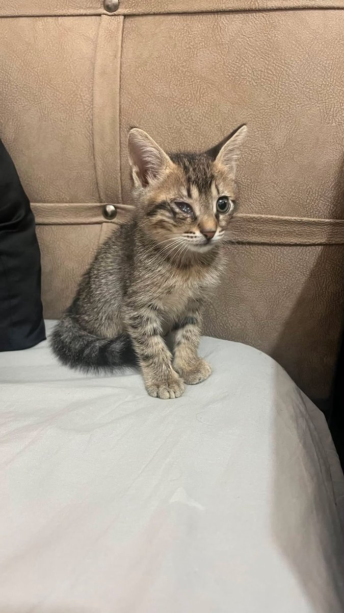 womanchildanima's tweet photo. Pendik/İstanbul
erkek tekir 1,5 aylık 
sadece 1 gözü görmüyor
+90 546 597 03 51

Ailesi istemediği için sokağa bırakmak zorundaymış
Acil ilan🚨‼️
SOKAKTA YAPAMAZLAR ACİL ‼️
Acil geçici kalıcı yuva https://t.co/hsYWk9EfgM