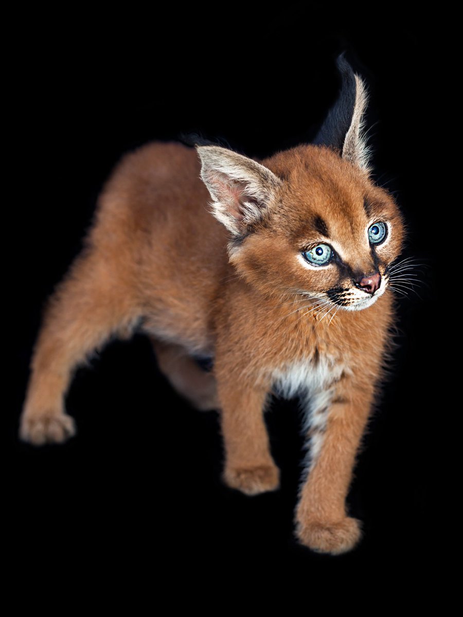 mammalsoftoday's tweet photo. this is what baby caracals look like

they're born blind with their ears flat against their heads, and within about a month those ears are standing tall https://t.co/dev3HFKp4S