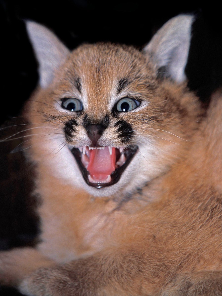 mammalsoftoday's tweet photo. this is what baby caracals look like

they're born blind with their ears flat against their heads, and within about a month those ears are standing tall https://t.co/dev3HFKp4S
