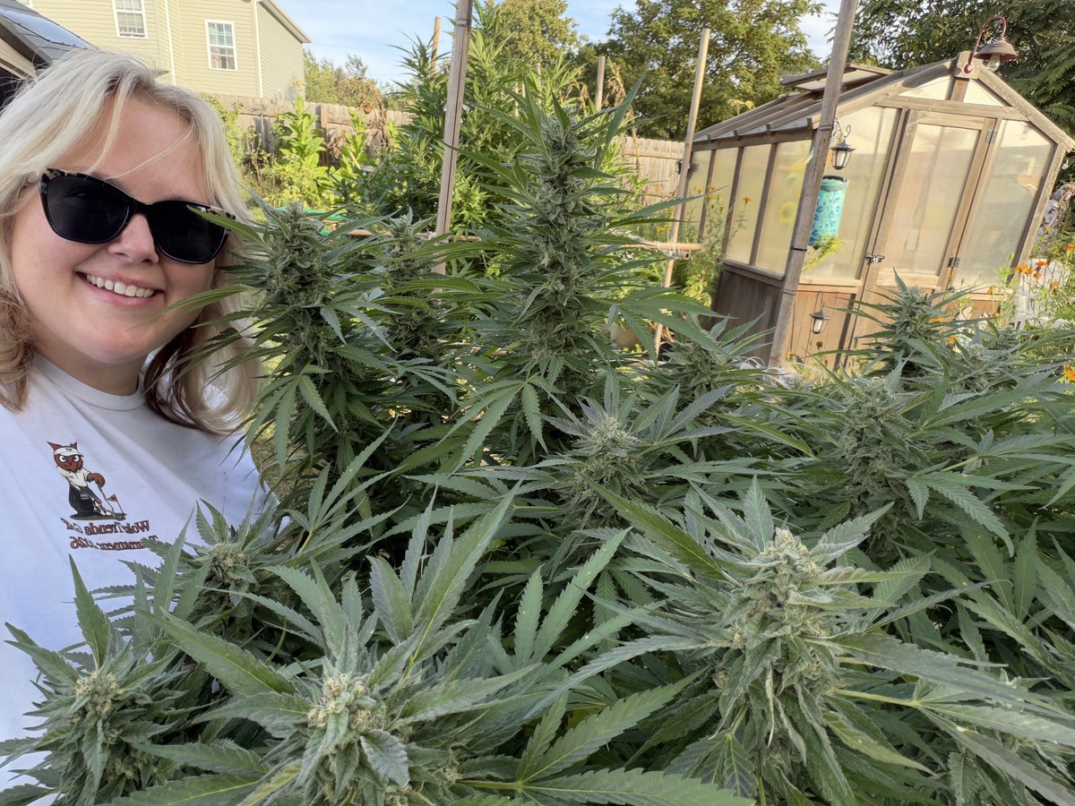marinajuanax's tweet photo. Nothing is better than outdoor homegrown cannabis. https://t.co/gfUYNC6Y47
