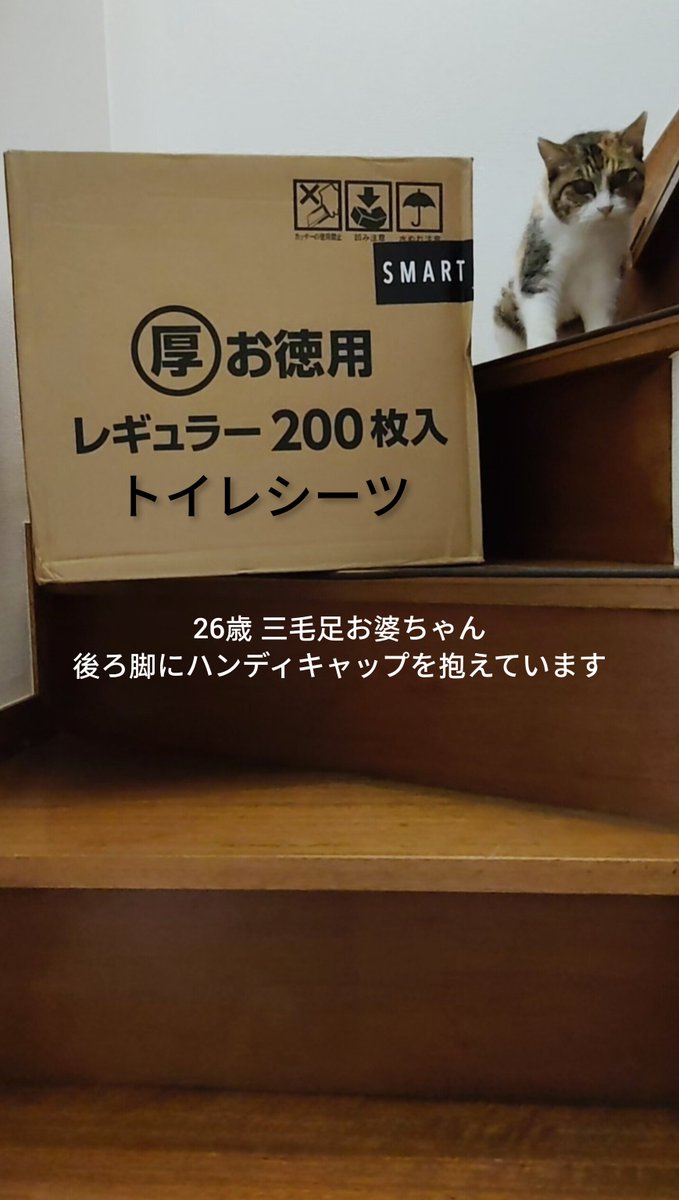 junnosuke1973's tweet photo. 続・朝の猫活(保護猫達)🐈
贈り主 ご支援者 様より
🐱地域保護猫活動にご寄付を賜り誠にありがとうございます😌
#保護猫 https://t.co/0caZFVgGgQ