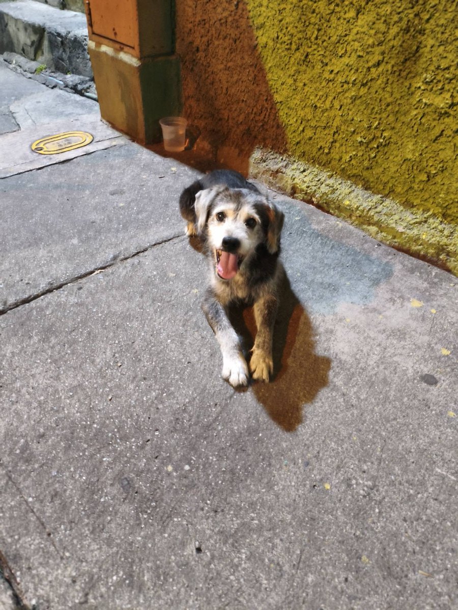 A64029345's tweet photo. Este viejito lo abandonaron. Desde el domingo se está viendo por la zona. (Los Flores de Catia. Caracas) Le hemos estado dando agüita y comida pero hay vecinos que lo quieren desaparecer. Está muy viejito, se ve que era de casa porque busca a las personas para pedir ayuda. https://t.co/PpVOwwwy29