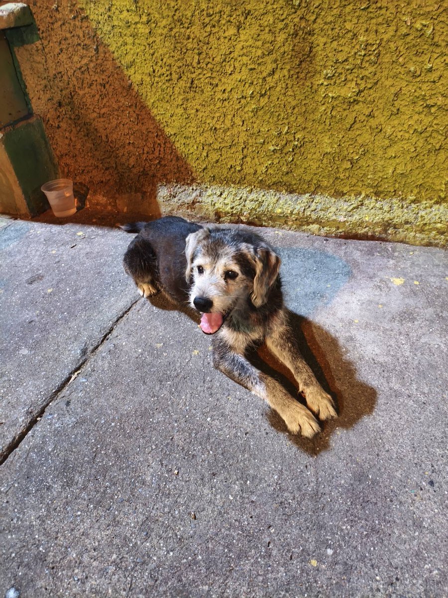 A64029345's tweet photo. Este viejito lo abandonaron. Desde el domingo se está viendo por la zona. (Los Flores de Catia. Caracas) Le hemos estado dando agüita y comida pero hay vecinos que lo quieren desaparecer. Está muy viejito, se ve que era de casa porque busca a las personas para pedir ayuda. https://t.co/PpVOwwwy29