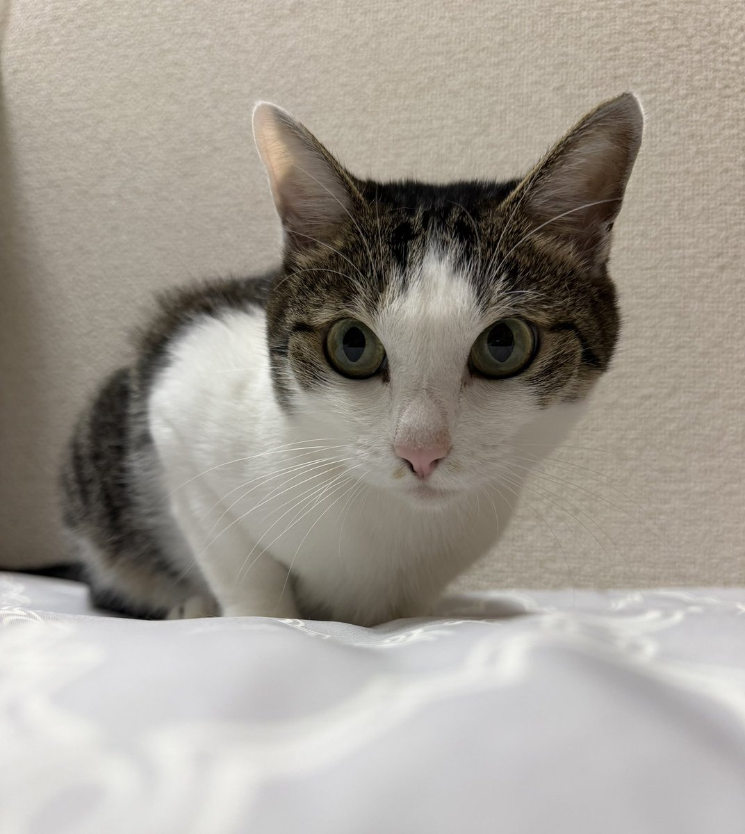 michi_runchan's tweet photo. 🐾今朝のニャンズ🐾
 おはようございます🥰 朝からまんまるおめめでじーーーっ👀🐱💕 笑顔いっぱいの一日になりますように🍀✨ 
今日、個別特典会に行くお友達も素敵な時間を過ごせますように🥰💙✨

#今日のニャンズ
#キジ白 https://t.co/OqXG8l7qTu