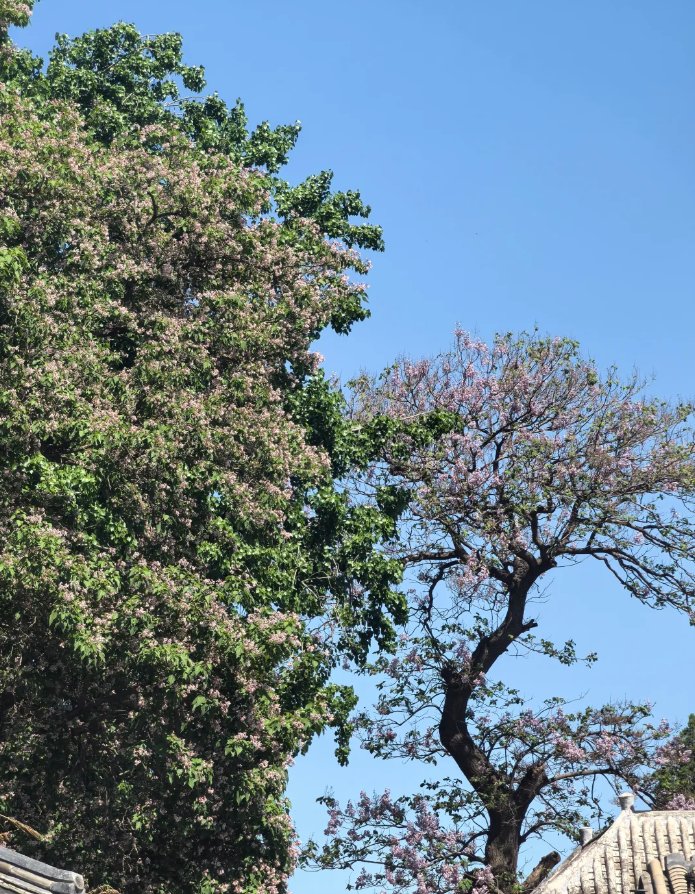 VictorinaMtb's tweet photo. [Con la pluma en mano, el aire se llena de un toque de pasión que anima cada rincón, y las raíces fuertes crecen en la tierra, portadoras de esperanza.] https://t.co/yblSS8krws