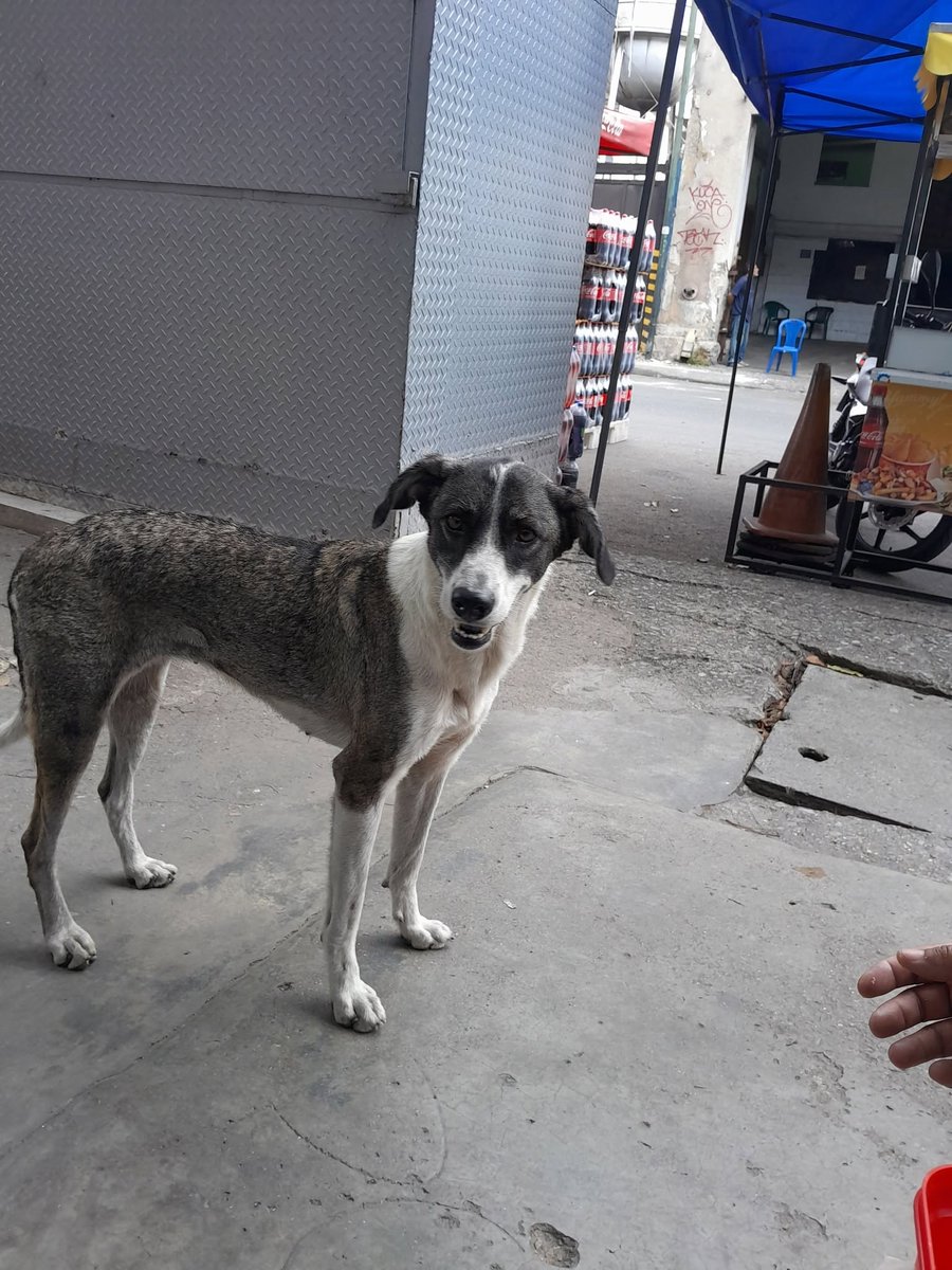 A64029345's tweet photo. Perrita aparentemente perdida,  esta bien cuidada y limpia,  se encuentra por la av bolívar de catia,  frente a los talleres de hidrocapital https://t.co/UCaEKjEewA