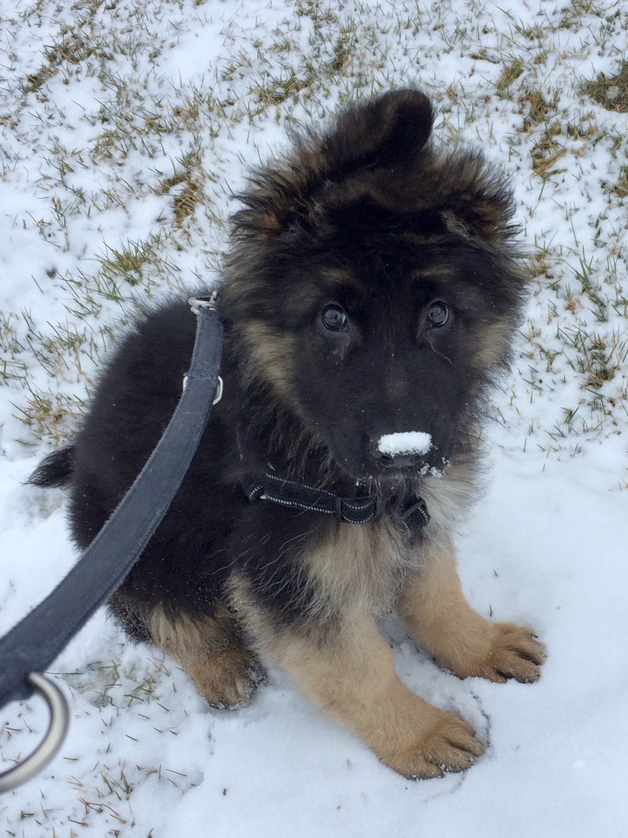 underflowR's tweet photo. Goodbye, Dex 💔 https://t.co/gTCYfnihNA