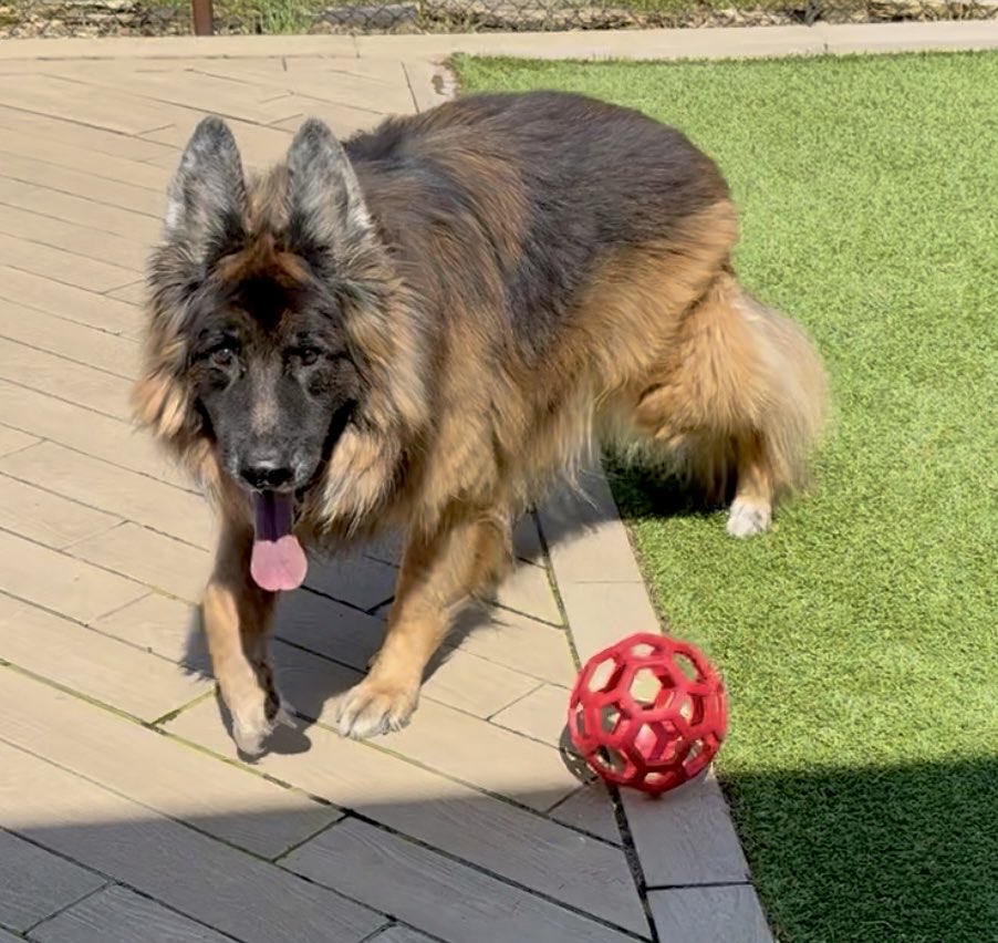 underflowR's tweet photo. Goodbye, Dex 💔 https://t.co/gTCYfnihNA