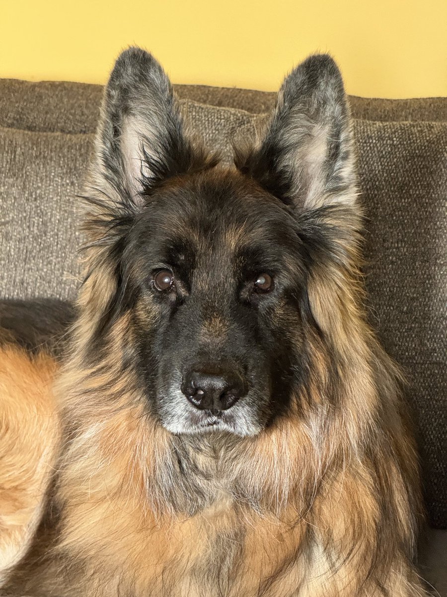 underflowR's tweet photo. Goodbye, Dex 💔 https://t.co/gTCYfnihNA