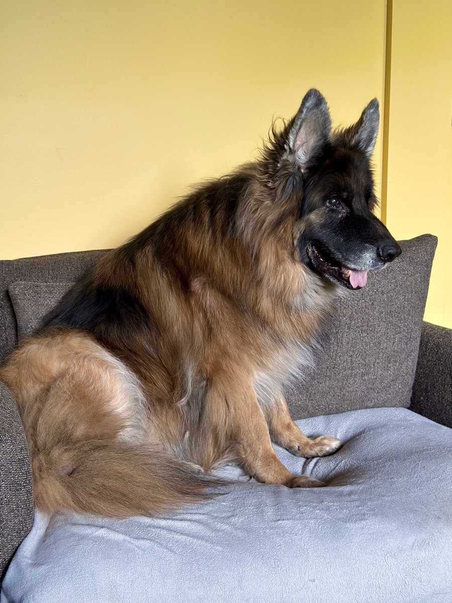 underflowR's tweet photo. Goodbye, Dex 💔 https://t.co/gTCYfnihNA