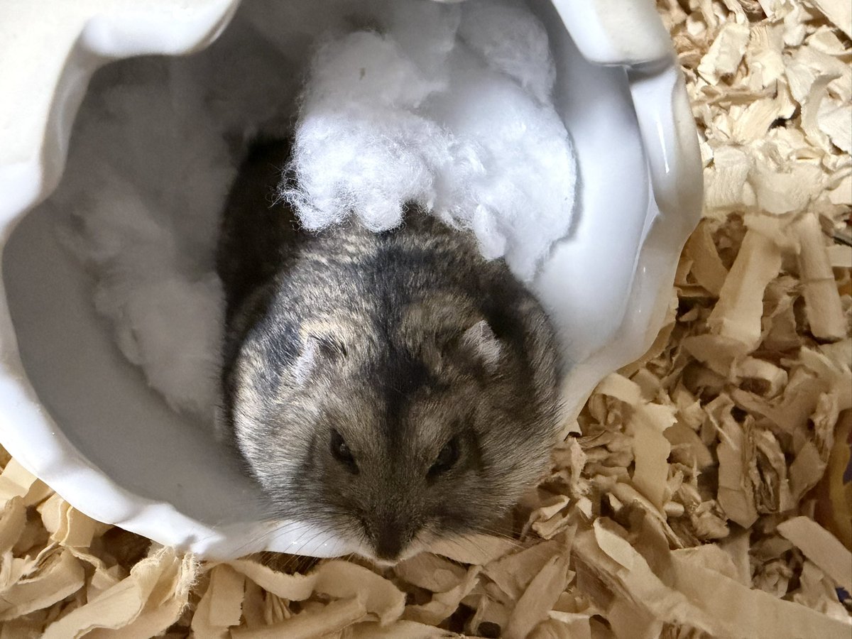 tamaya0519's tweet photo. 足助の五平餅並みに伸び切ったハム🐹
（写真だと分かり辛い💦）
#粟太郎 https://t.co/9o20wUT5Zv