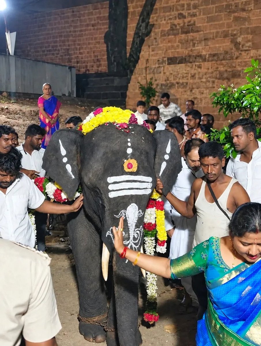 sanskriticekl's tweet photo. People always see the cute faces of captive elephants in the temples why don't we guys look at there legs with chains and there eyes which is filled with pain ? #whythechains #NoElephantsInTemples #stopelephantcaptivity 
@CMOTamilnadu @assamforest https://t.co/5wRvWtZ171
