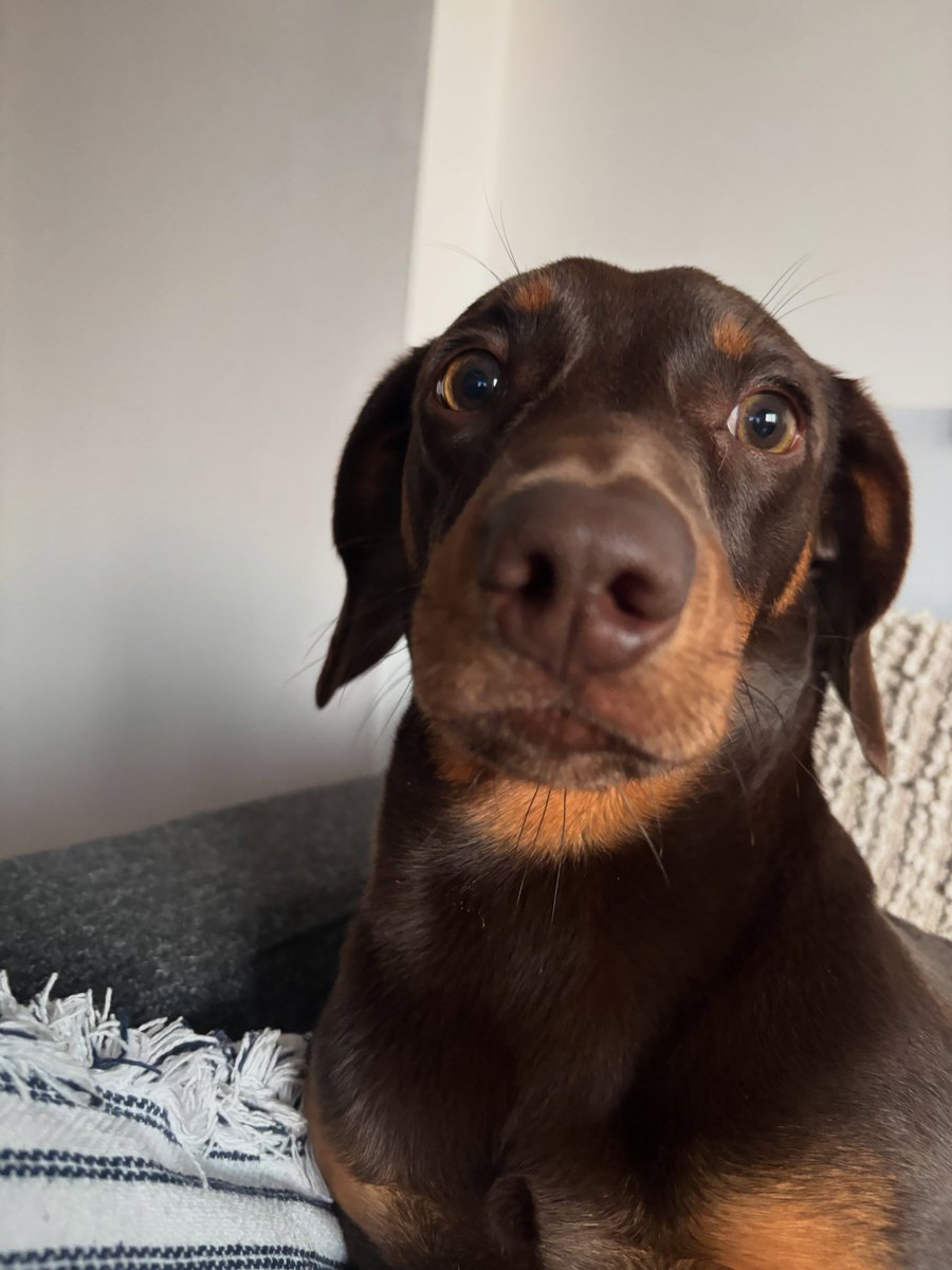 BaileyBukhari's tweet photo. No other face I’d rather be judged https://t.co/E4LizBD2g7