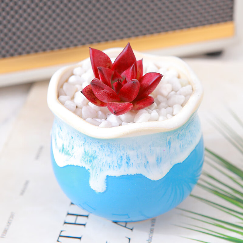 WilliamsSuz5's tweet photo. Viste tu maceta de cerámica con pintura acrílica! Un DIY super fácil para darle vida a tu espacio sin gastar mucho dinero https://t.co/Zo7y6uEkFm