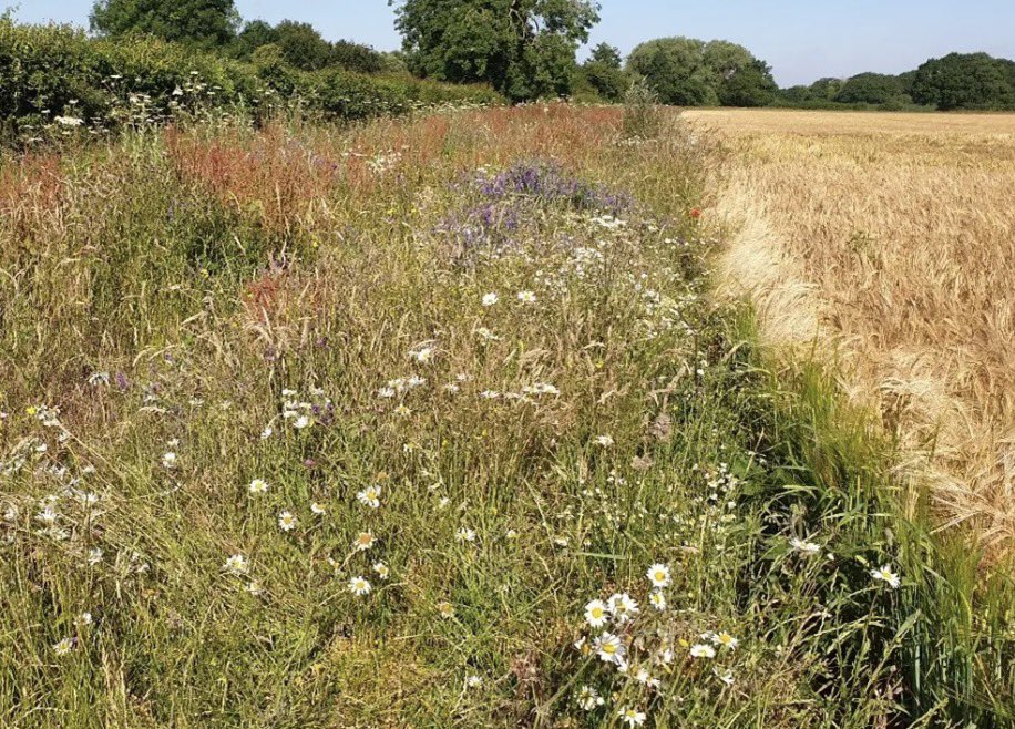 Artemisfornow's tweet photo. 🔥 How to destroy farming UK…

▪️Government encourages farmers to take land out of production and manage it for nature. Meaning they lose profit from crops.

▪️Then government cuts some of the promised payments, caps agreements and opens a £253 MILLION SFI funding pot.

▪️12,200 farmers apply but it was gone in 5 hours 48 minutes, leaving thousands of farmers unable to plug the profit gab, with many close to bankruptcy.

Which is so handy for the global corporates looking for more land and the renewable energy companies isn’t it?

What an utterly ridiculous way to run British farming. Unless that’s the plan 🔥