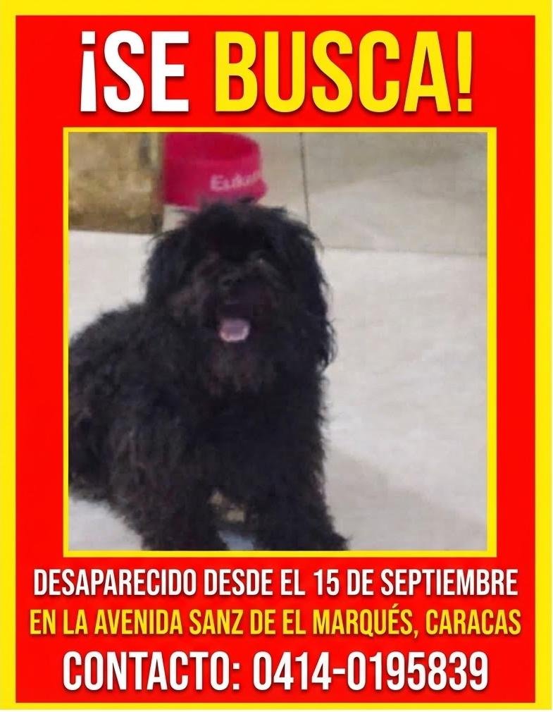 gracon27's tweet photo. #Caracas
#ElMarques
#AvSanz
❤️‍🩹🐶❤️‍🩹🐶❤️‍🩹🐶❤️‍🩹🐶❤️‍🩹🐶❤️‍🩹
Favor difundir🙏🏻
🫂🇻🇪😔 https://t.co/RdkD0KVhE3