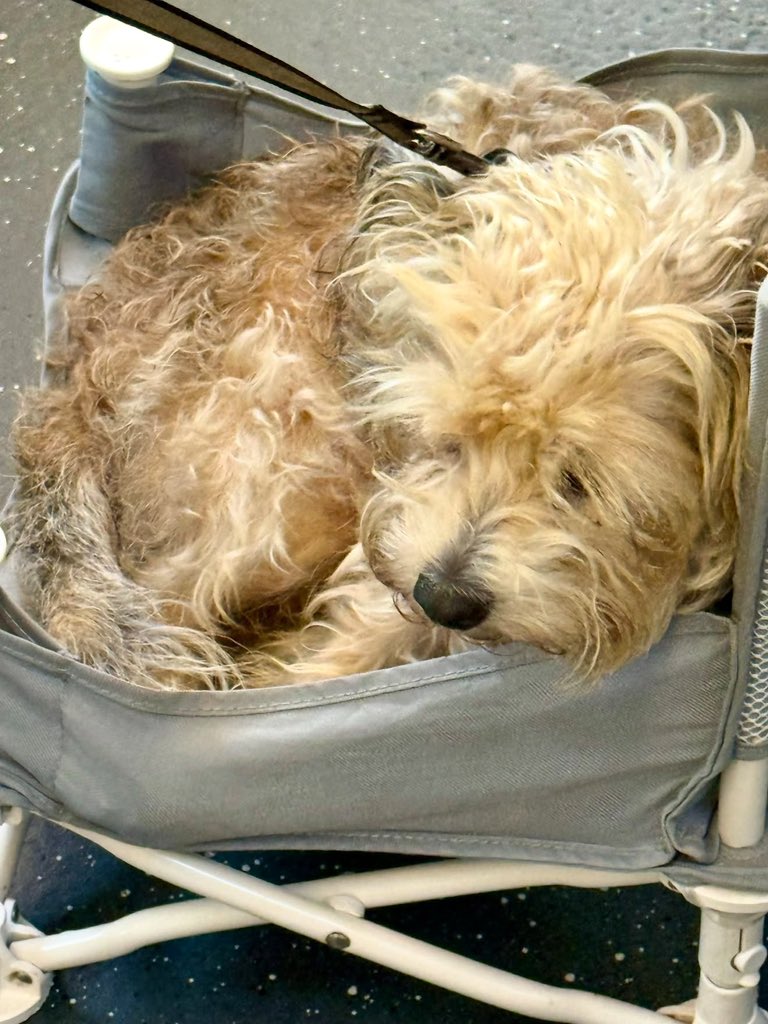 achadosviraisof's tweet photo. Então, eu tava no trem hoje de manhã e um cara entrou com um cachorrinho, abriu uma cadeirinha dobrável minúscula e O CACHORRO SENTOU NELA. 😭😂 https://t.co/wHrYdf1U93