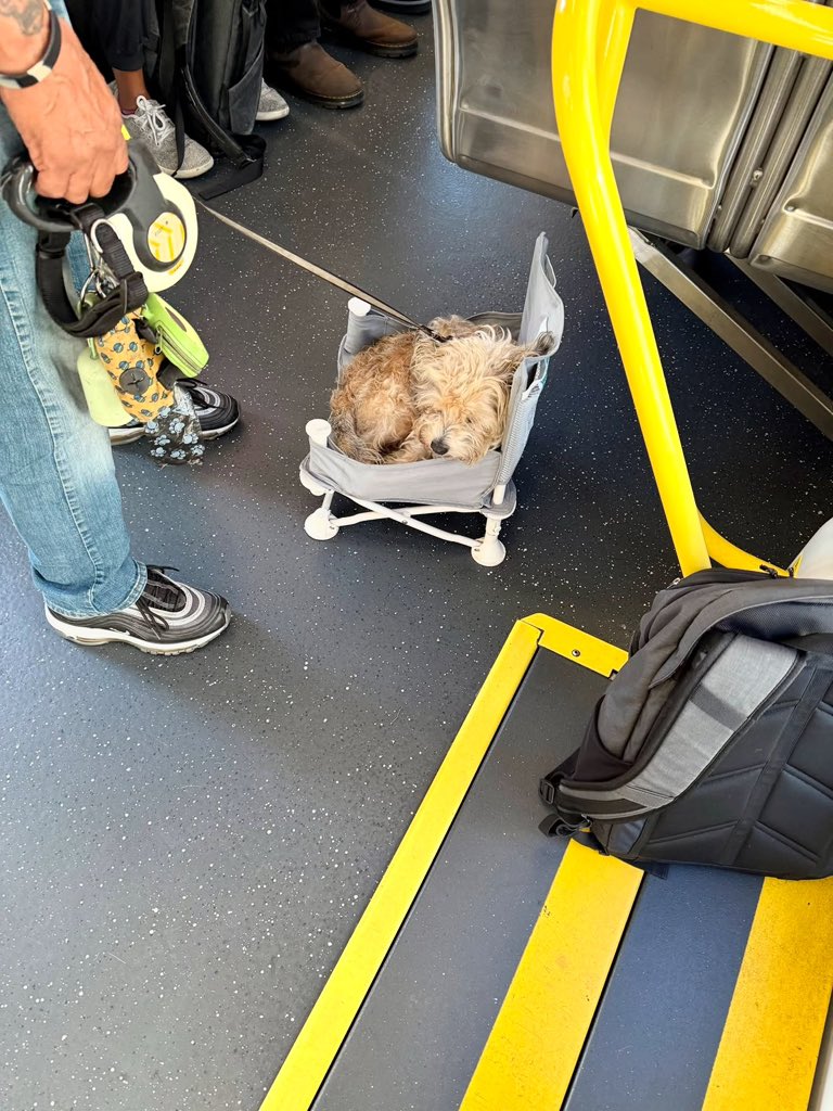 achadosviraisof's tweet photo. Então, eu tava no trem hoje de manhã e um cara entrou com um cachorrinho, abriu uma cadeirinha dobrável minúscula e O CACHORRO SENTOU NELA. 😭😂 https://t.co/wHrYdf1U93