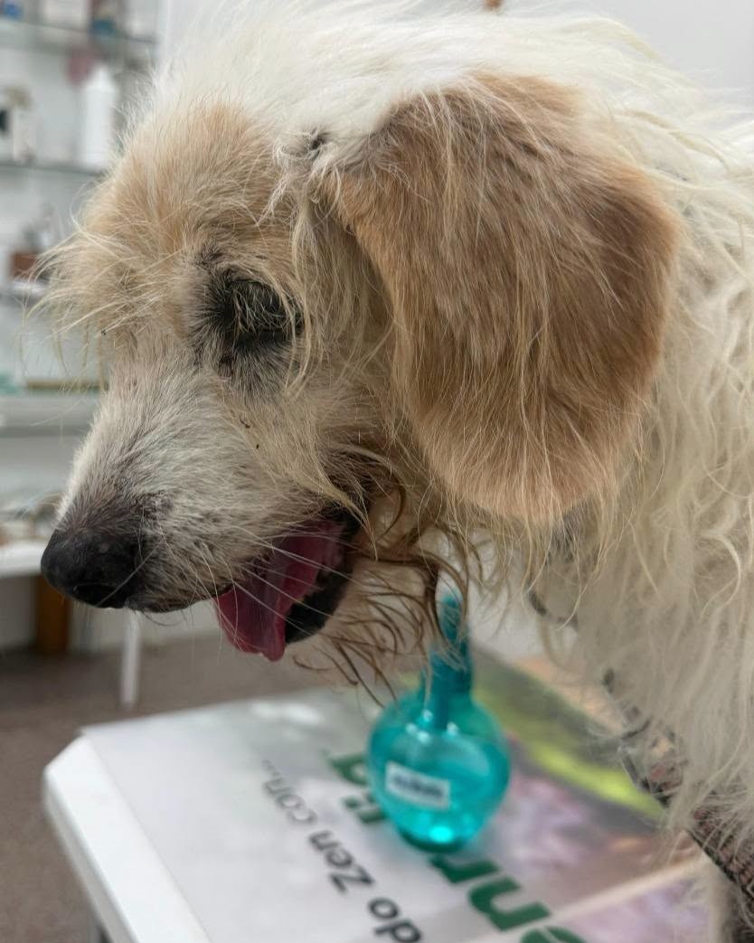 SosAbuelos1's tweet photo. #LEÓN
#NUBE tiene 12 años. Fue rescatada de un pasado de dejadez y maltrato... ¡Si pudiera contarnos cuánto ha sufrido!

Es muy dulce. Te mira y mueve rabito con ternura y extrema prudencia

Si hay una viejita que merece un hogar, es esta.

Contacto: 605 34 50 16 https://t.co/RfhK3WmfFB