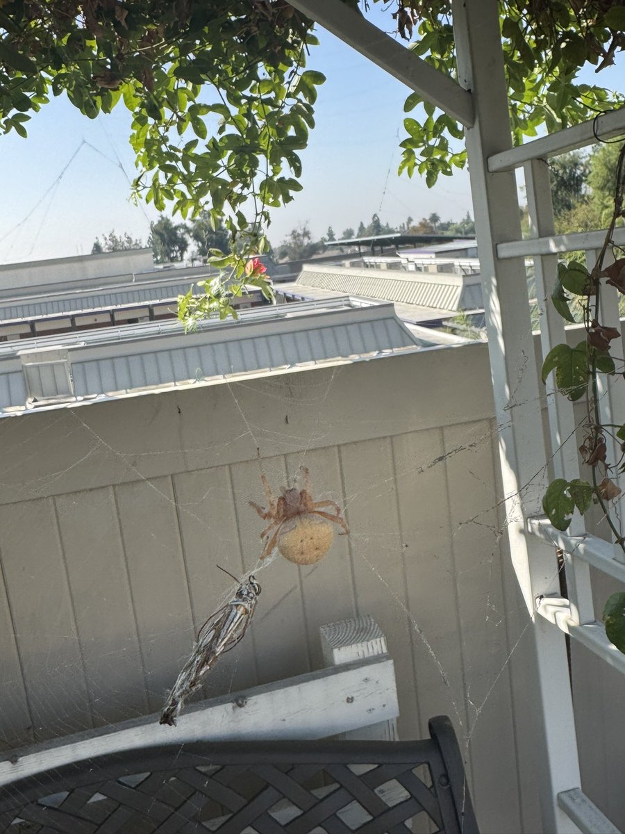 ChunkyChikin's tweet photo. bigass orbweaver https://t.co/2MELSYsZ7s