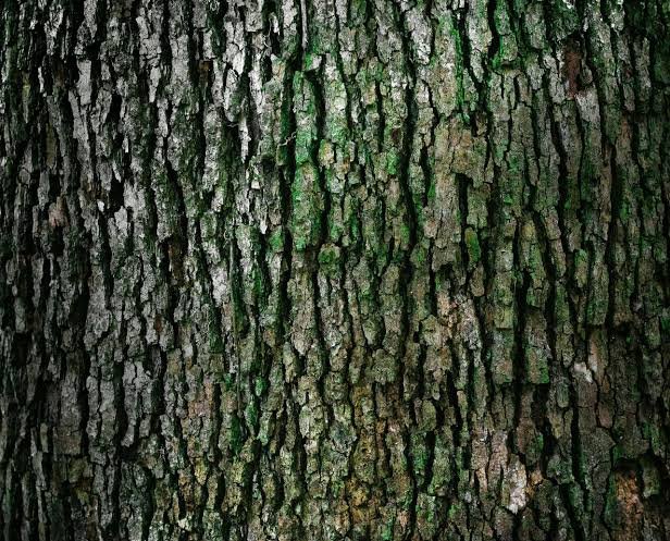 treemissions's tweet photo. Tree bark is secretly eating methane.

Scientists discovered that the world’s forests absorb 25–50 million tons of atmospheric methane every year through their bark. 

Trees just got 7–12% better for the climate than we thought. Nature’s been quietly saving us this whole time. https://t.co/RFj1LV9x13
