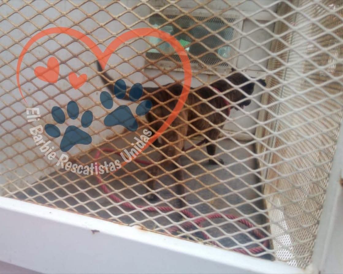 LicAnimalista's tweet photo. No es posible que por un chisme se afecte a los animales, atención @delfinagomeza urge regular y proteger a los perros comunitarios y erradicar políticas públicas pro matanza de animales como lo pretende hacer @AbigailSanchezMtz que no sirven para nada @CEPANAF @propaem_sma https://t.co/Ea4lPhATWS