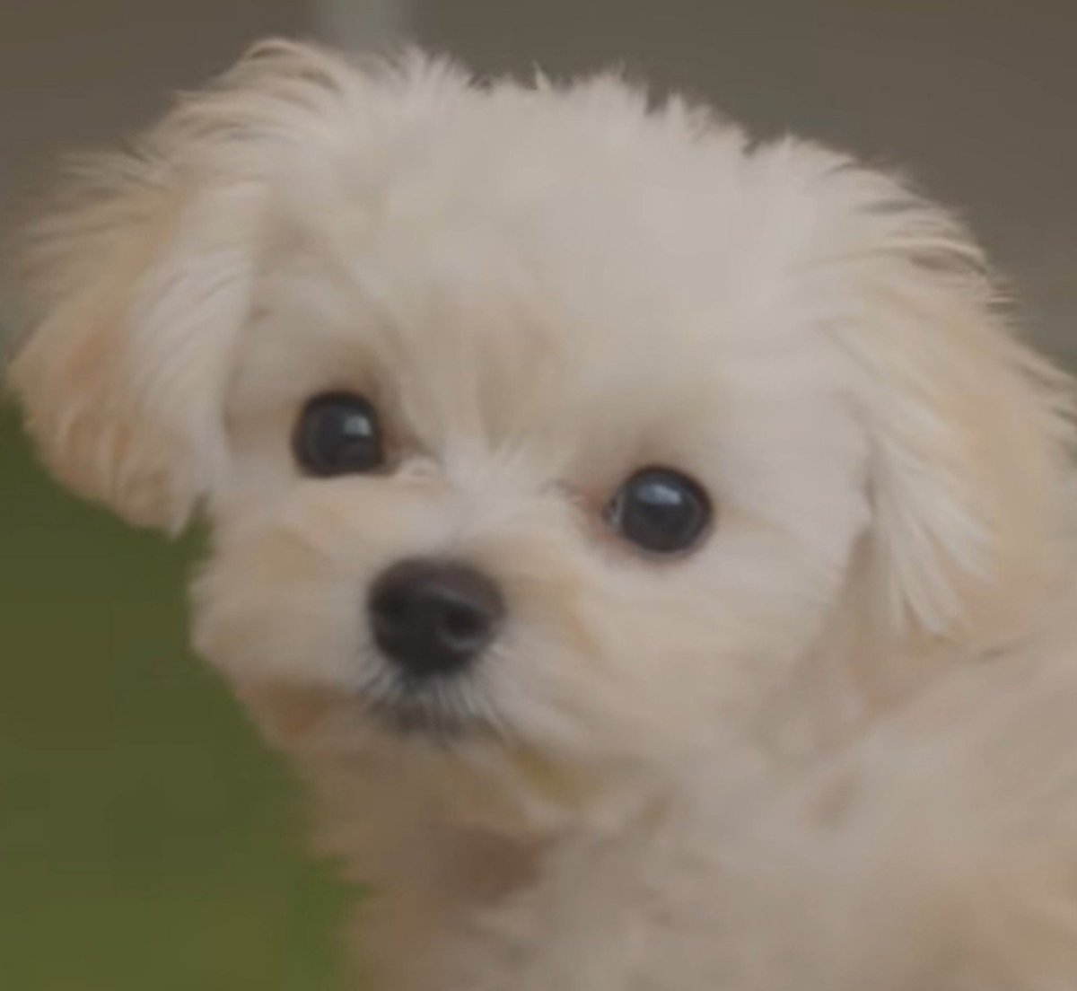 lisamjeong's tweet photo. winter and pponyo having the exact same boba eyes, the apple really didn’t fall far from the tree 🥹🥹 https://t.co/9K2iTwWtmM